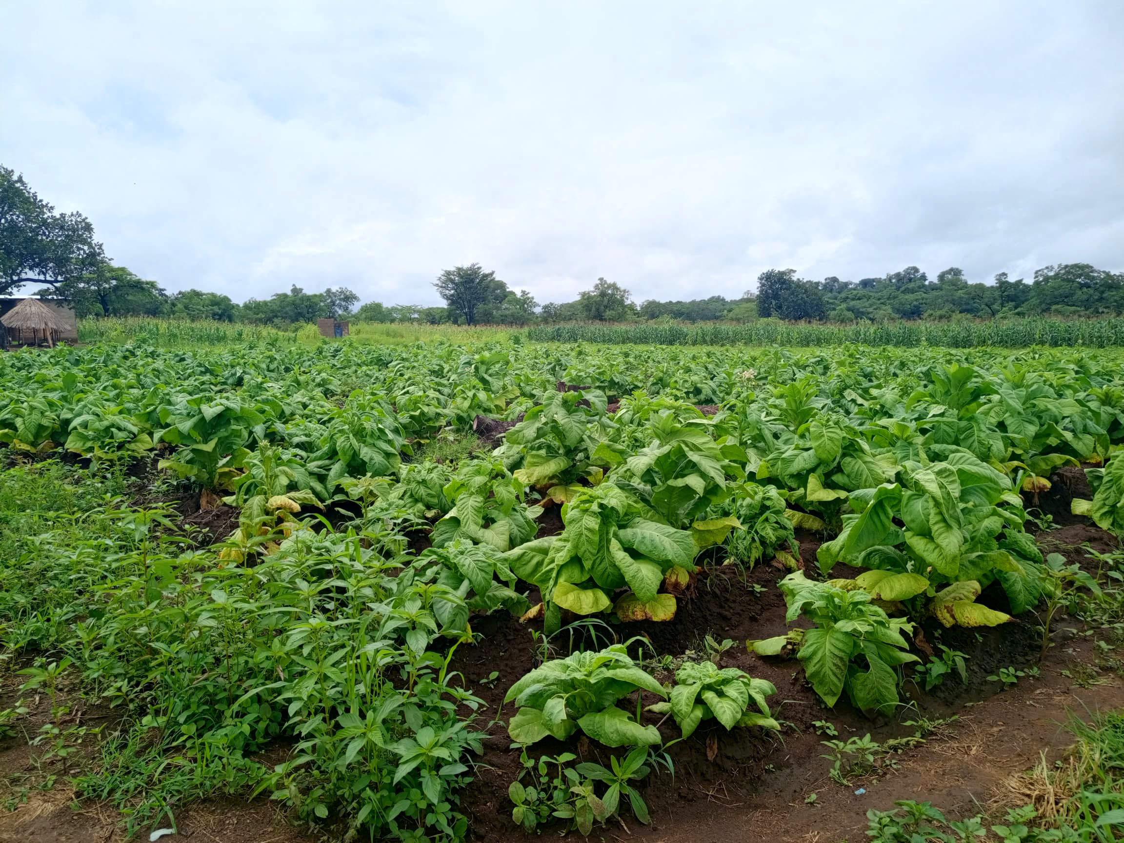 Fields in the farming season